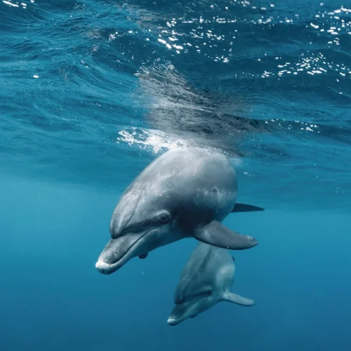 dolphin1